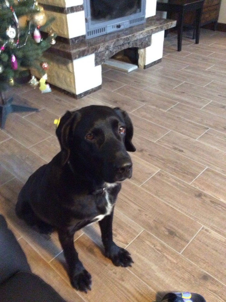 Метис золотистого ретривера