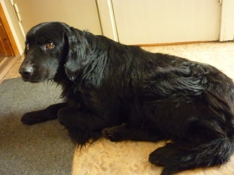 Метис спаниеля и дворняжки