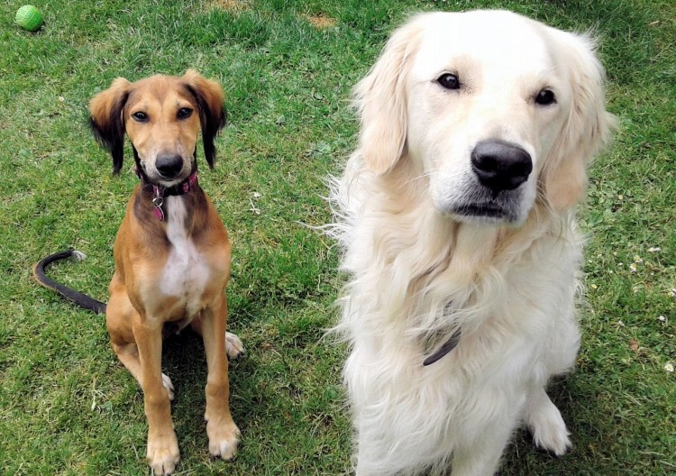 Кокер спаниеля чёрный метис