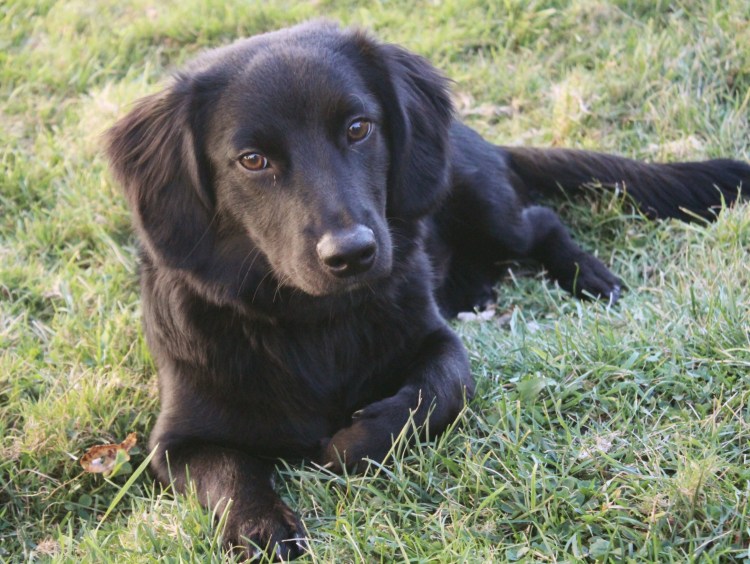 Метис лабрадора и спаниеля черный