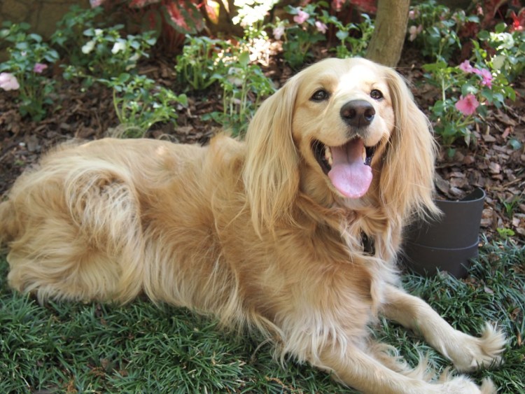 Бигль и лабрадор