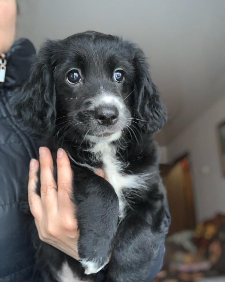 Спаниель ретривер