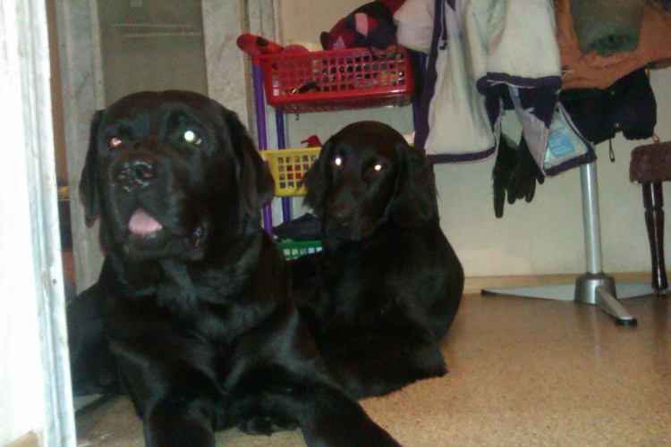 Кокер лабрадор