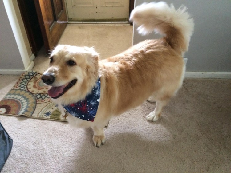 Помесь таксы и золотистого ретривера