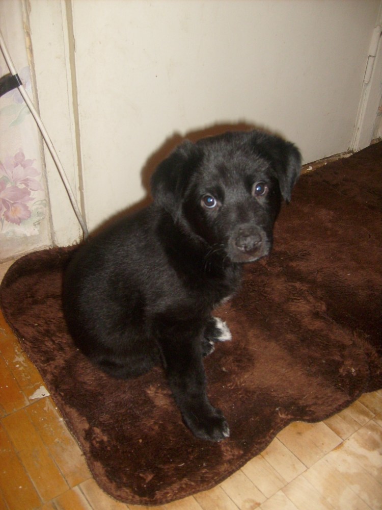 Метис лабрадора и спаниеля