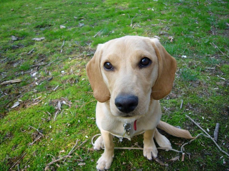 Такса и золотистый ретривер