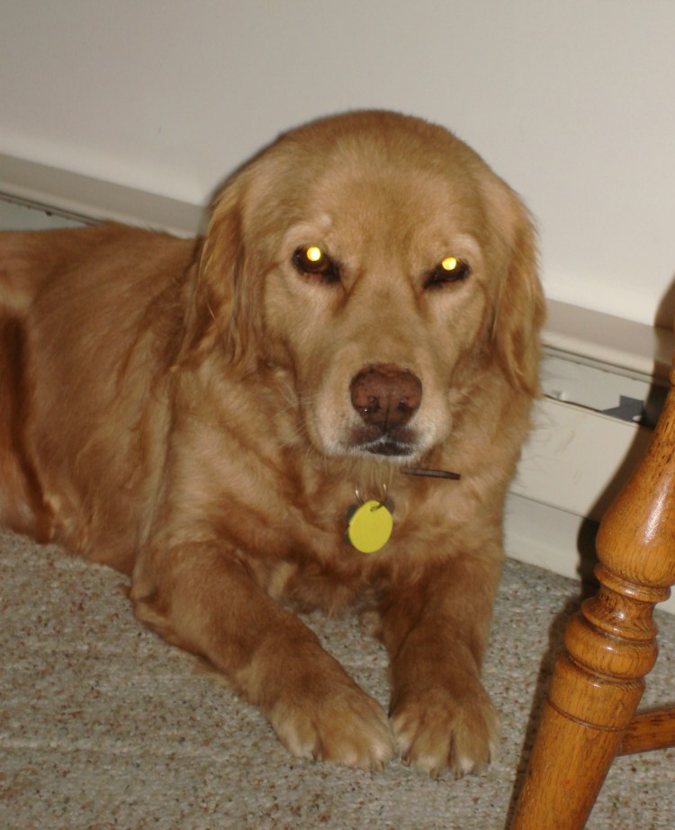 Метис пойнтера и курцхаара