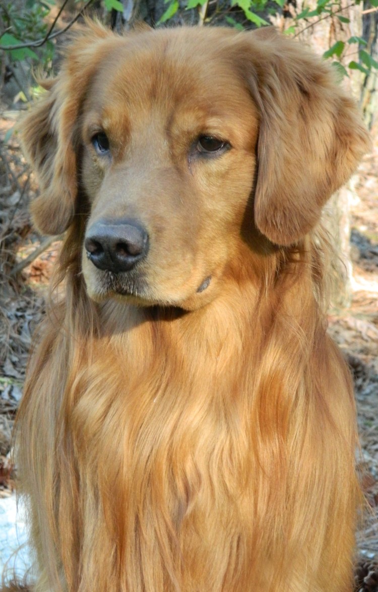 Метис лабрадора и спаниеля