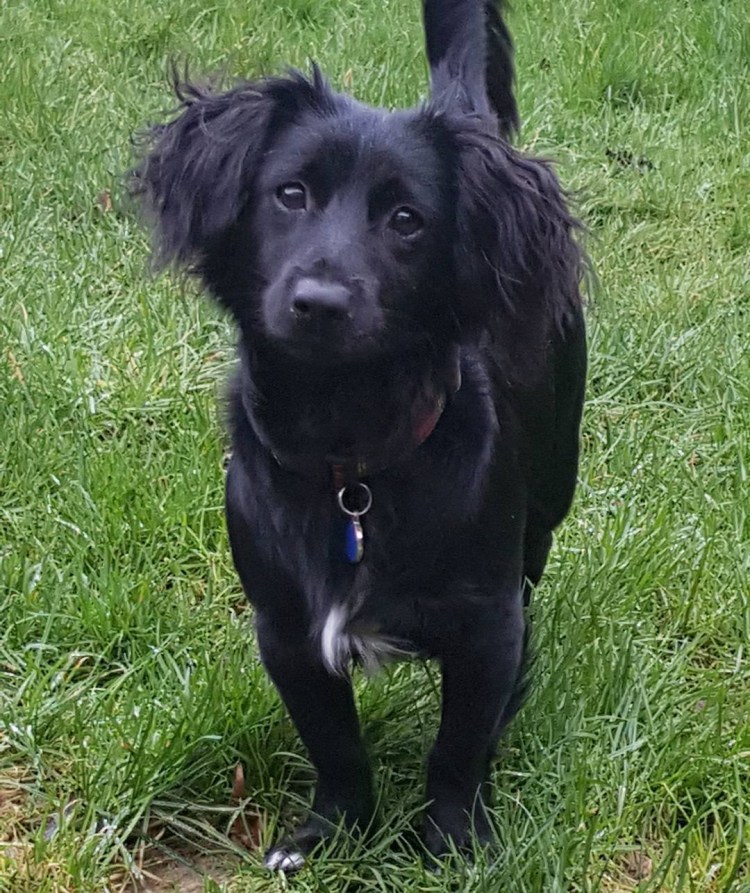 Щенки спаниеля метисы