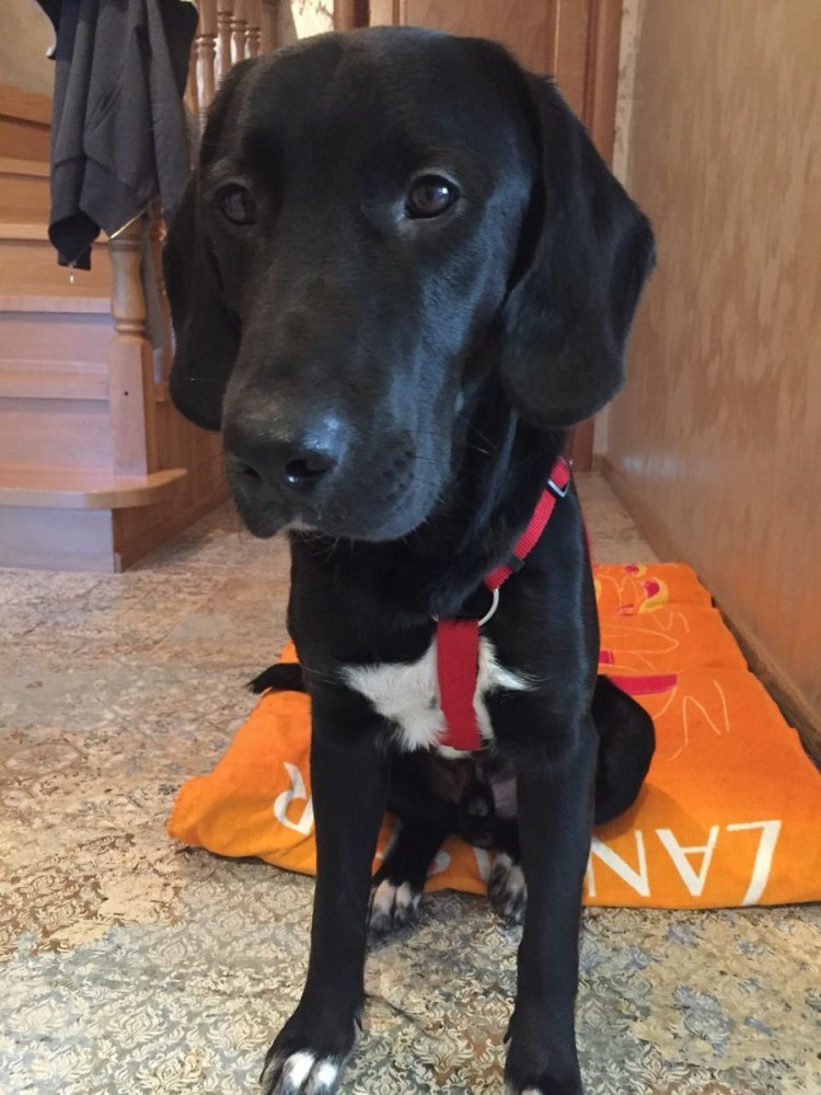 Вельш корги Голден ретривер метис