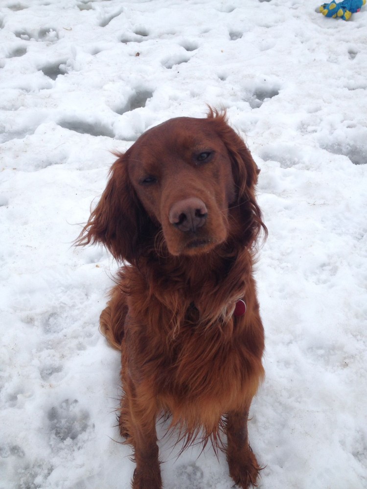 Метис кокер спаниеля