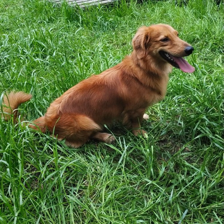 Золотистый ретривер и хаски