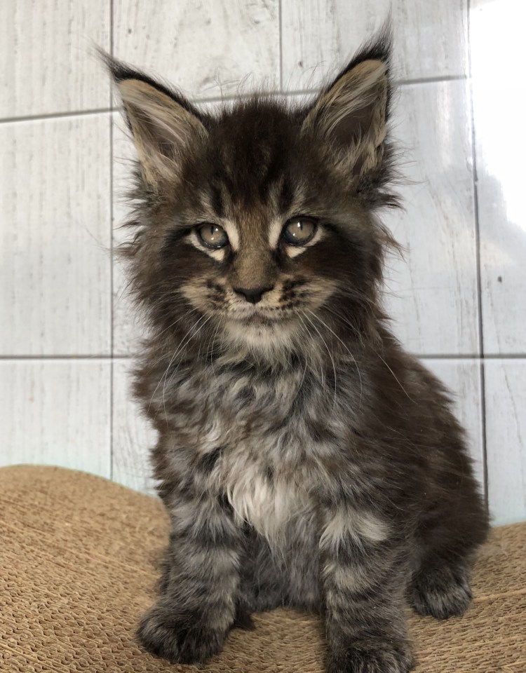 Марина Фомичева Мейн кун