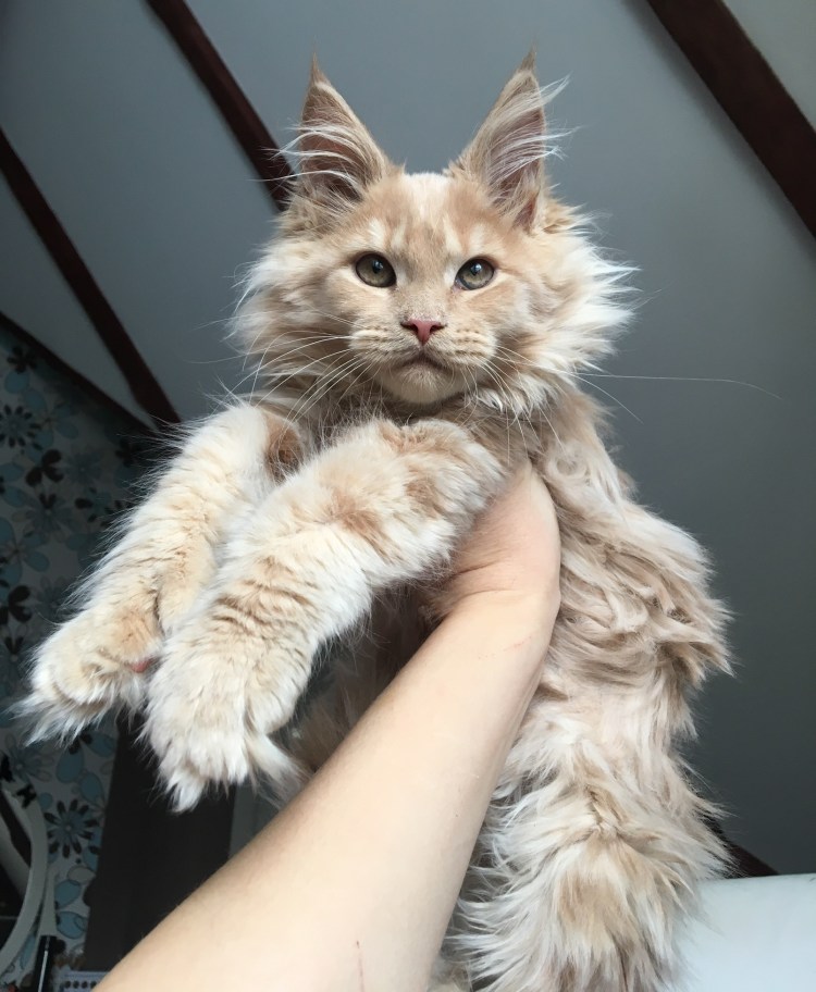 Мейн кун девочка взрослая