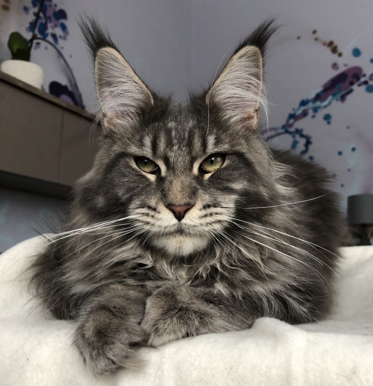 Лирикум Мейн кун