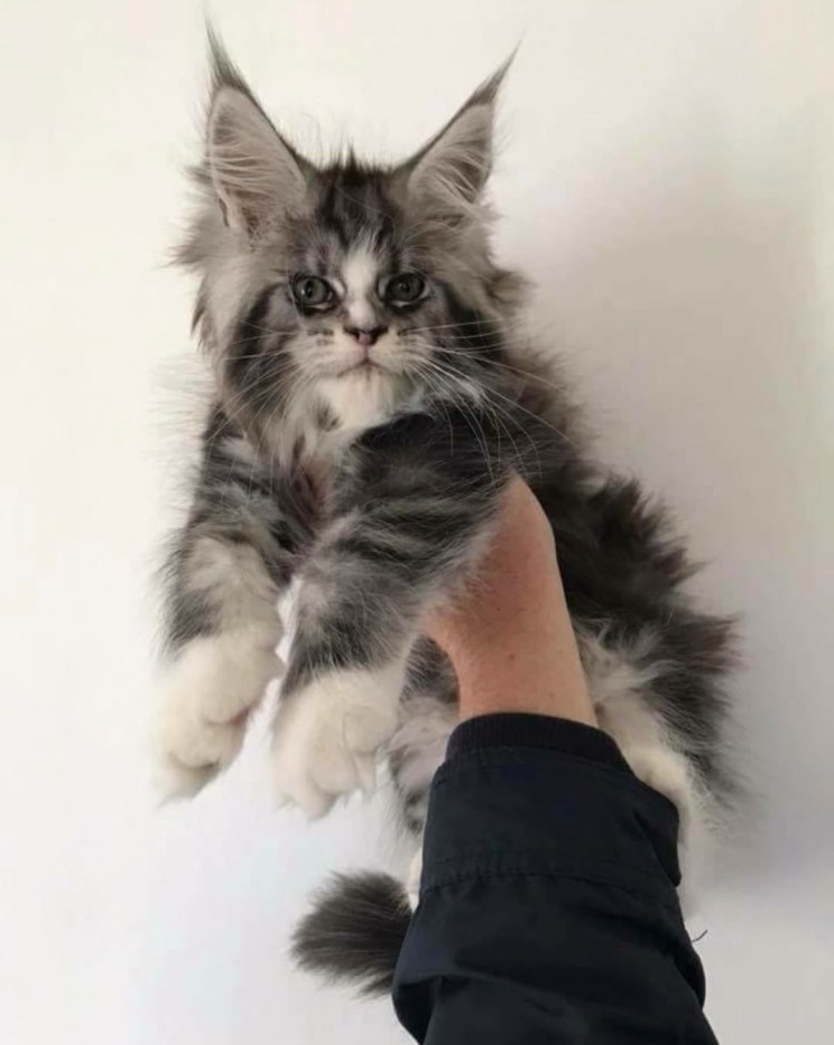 Мейн кун взрослый