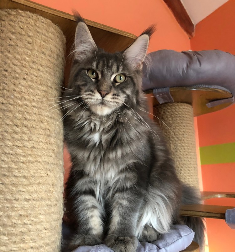 Мейн кун черный мрамор взрослый кот