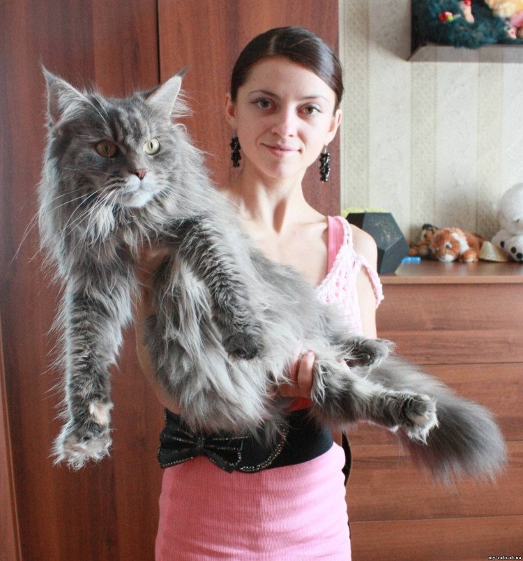 Кот Мейн кун во весь рост