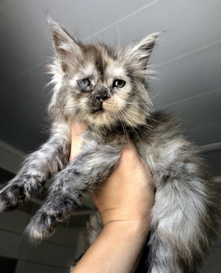 Мейн кун кот 6 месяцев