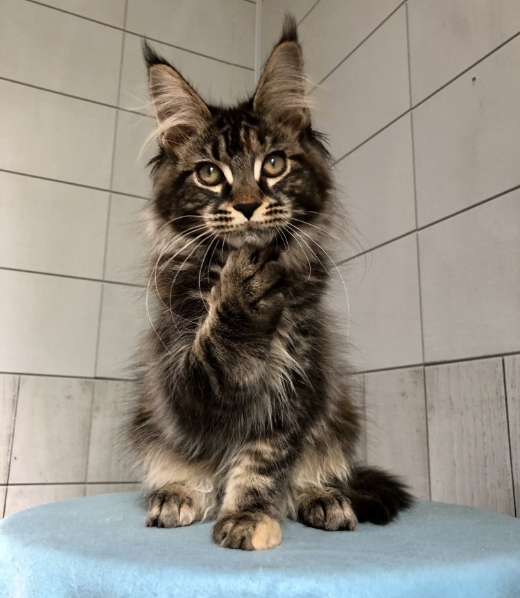 Девушка с Мейн куном