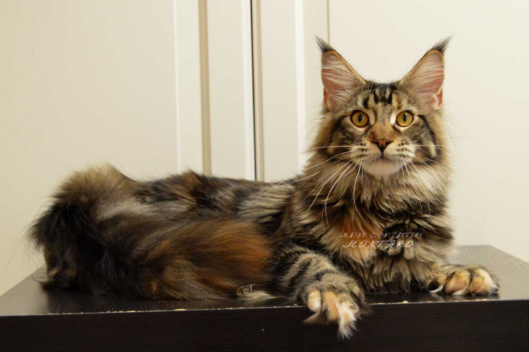 Мейн кун гладкошерстный