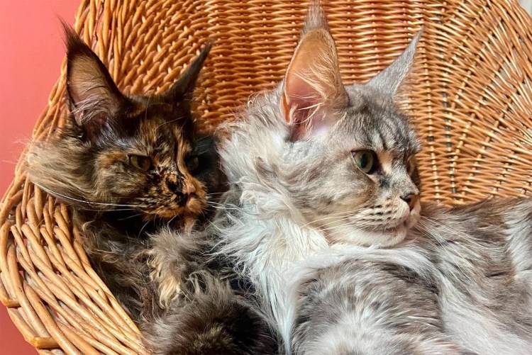 Мейн куны котята девочки