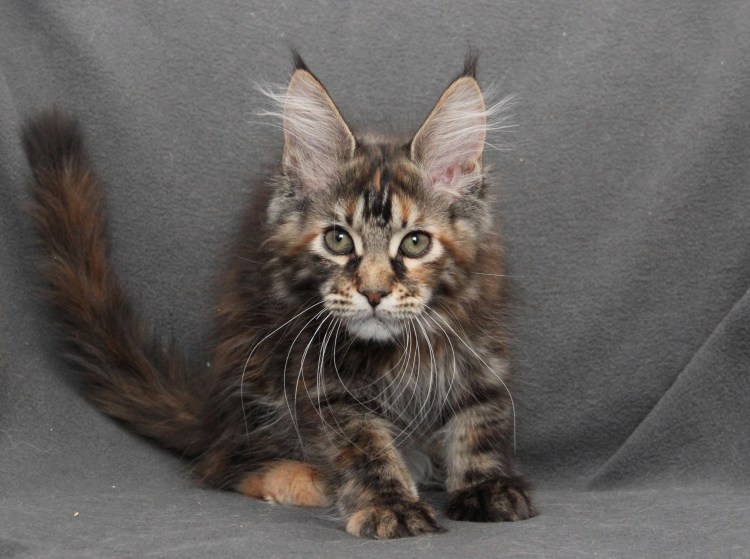 Мейн кун гигант