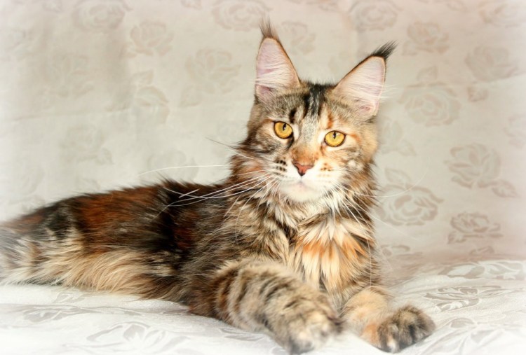 Годовалый кот Мейн кун