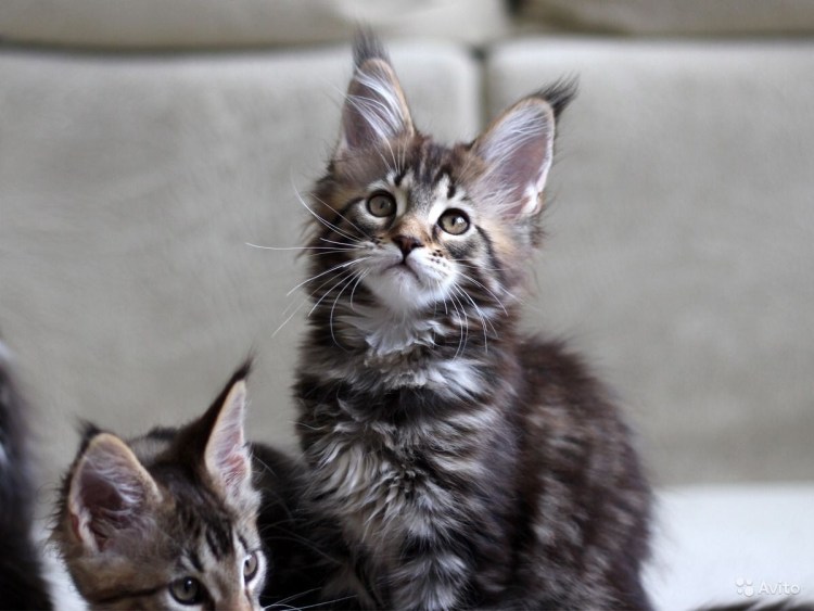 Мейн кун девочка