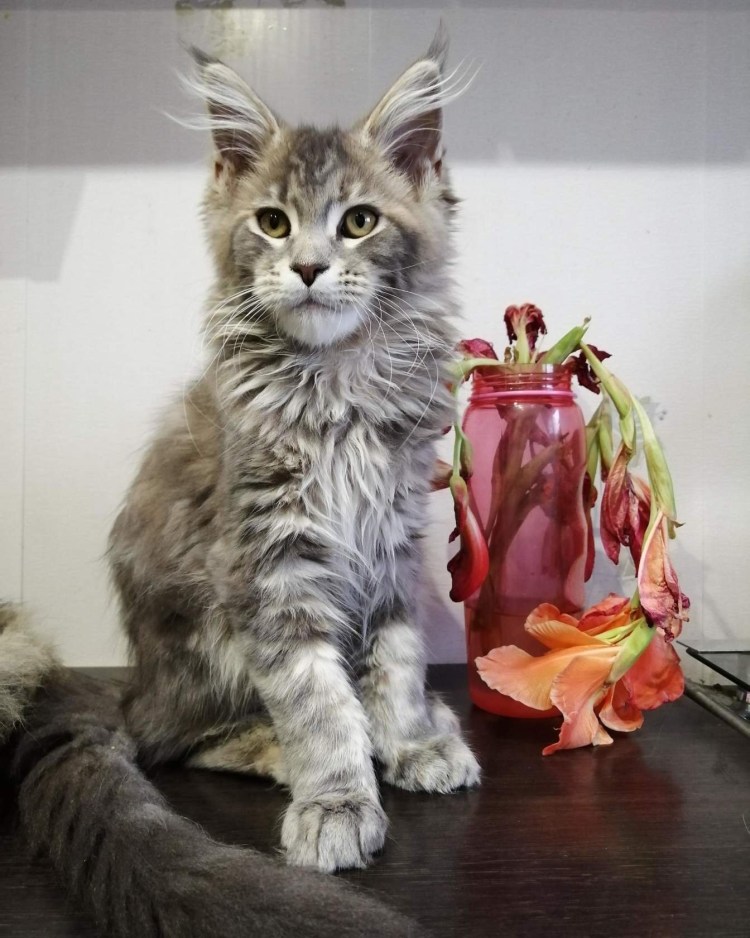 Мейн куны котята