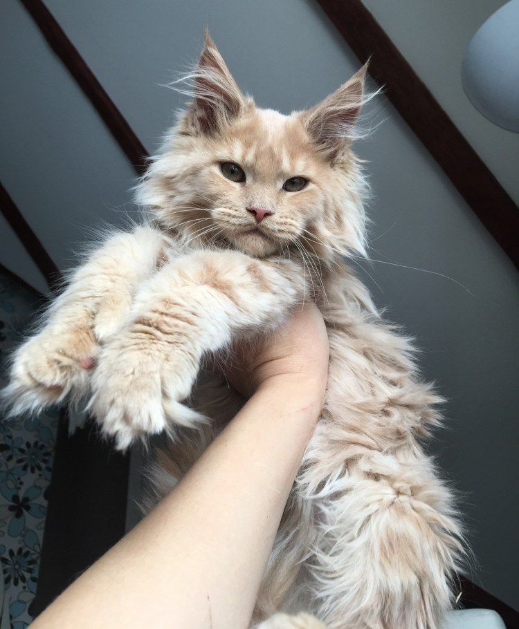 Большие кошки Мейн кун