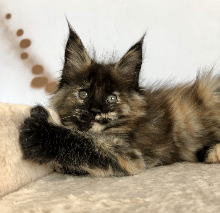 Кот Бородиной Мейн кун