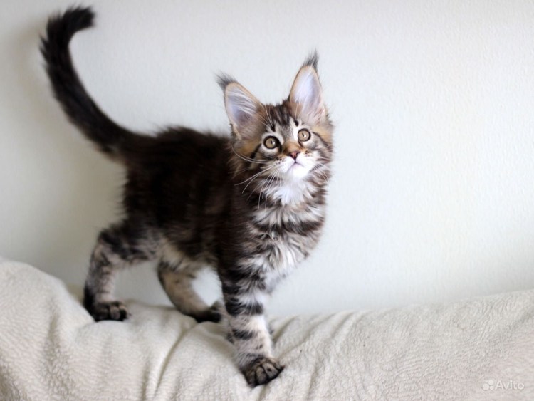 Котенок Мейн куна девочка