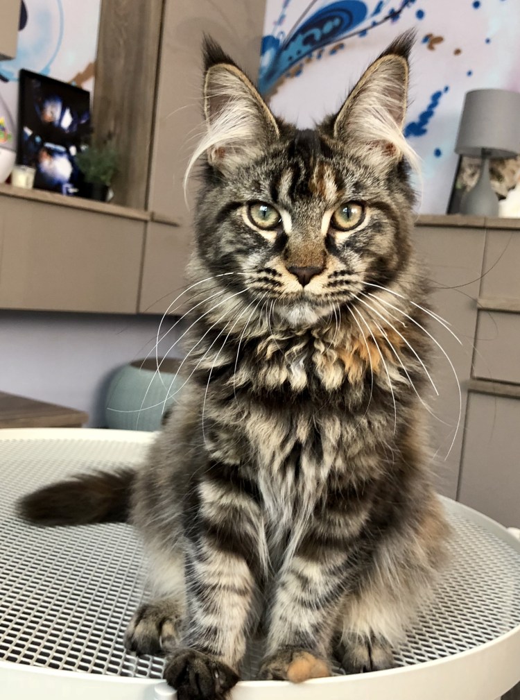 Мейн кун на руках. Серебро