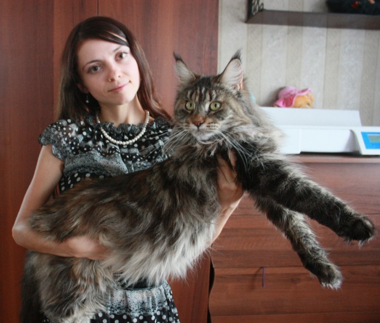 Мейнкун кот полидакт