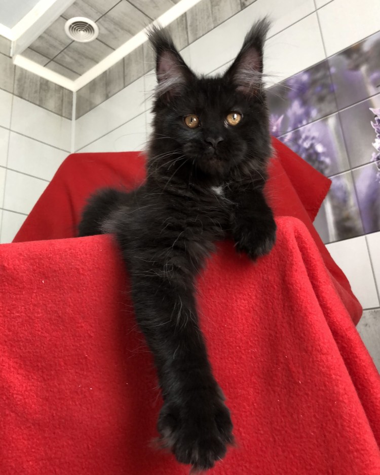 Котята Мейн кун девочки черные