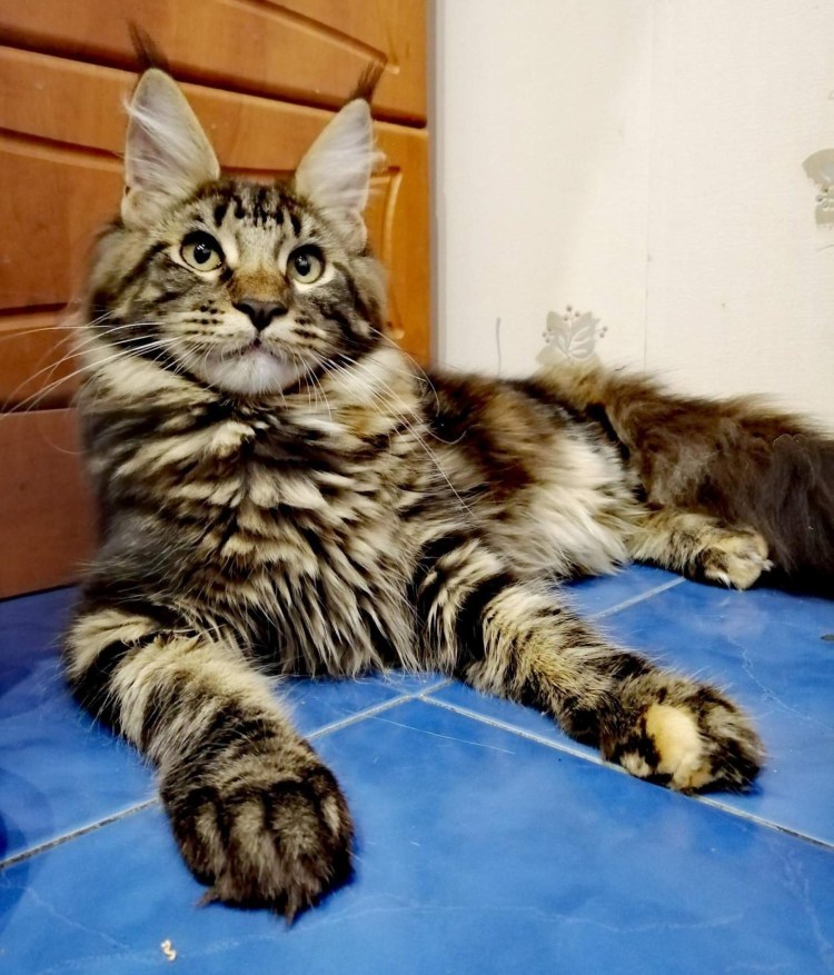 Большая порода кошек Мейн кун