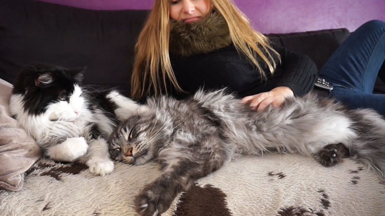 Мейн кун черепаховый