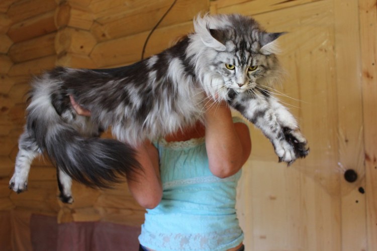 Девушка с Мейн куном