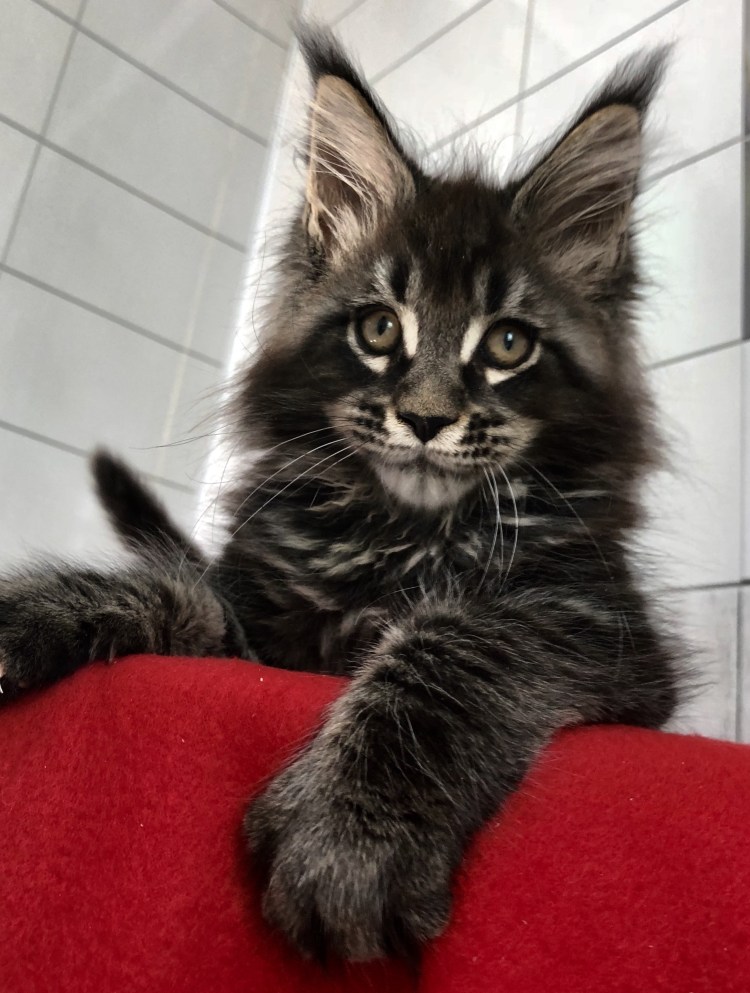 Мейн кун Алекс