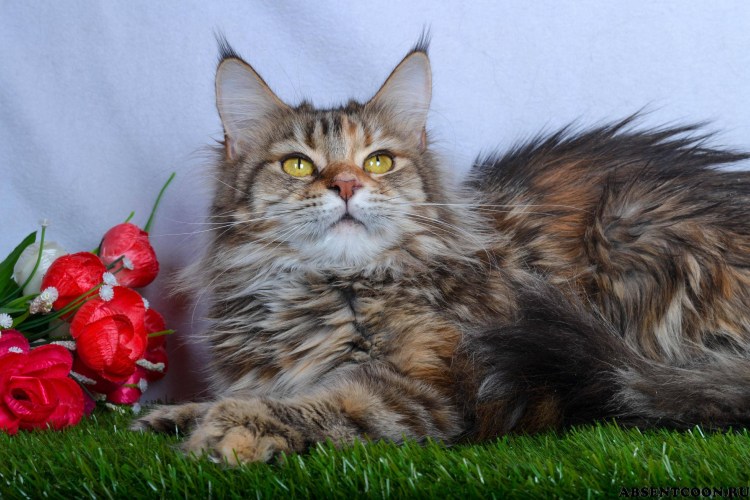 Мейнкун кот рост