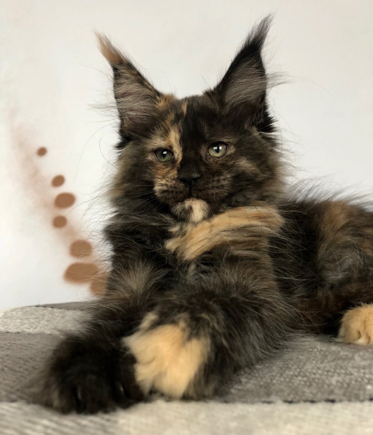 Черепаховый Мейн кун котенок