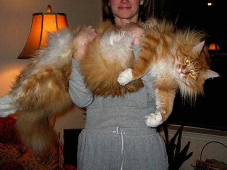 Самая большая кошка