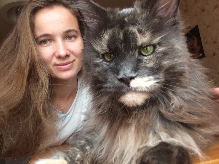 Кошка Мейн кун