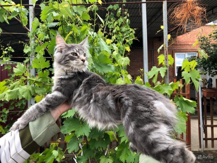 Огромный кот и девушка