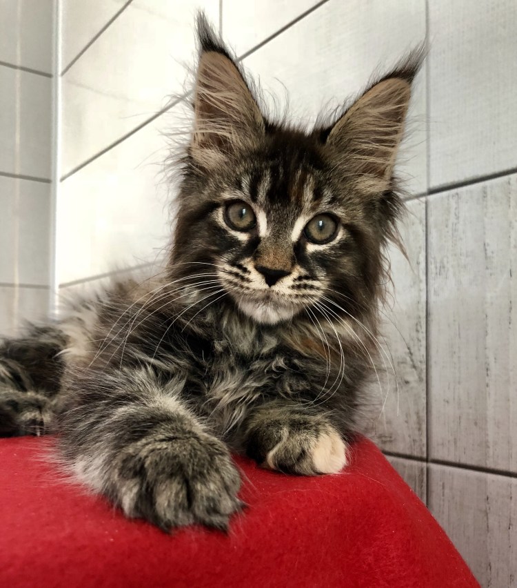 Мейн кун 35 кг