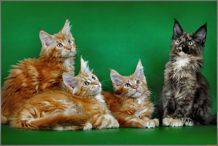 Кармацких Ирина Михайловна