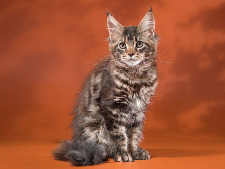 Питомник МОСБОГЕМА Мейн кун