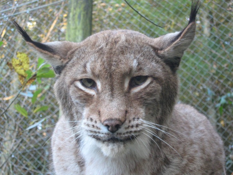 Бобкэт кошка домашняя