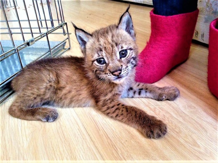 Кот Рысь порода